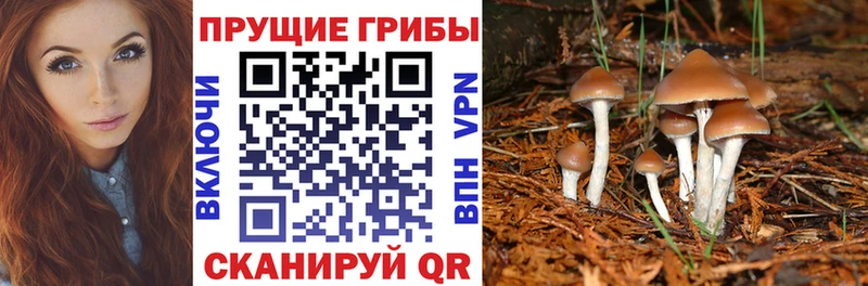 Галлюциногенные грибы Psilocybe Ханты-Мансийск